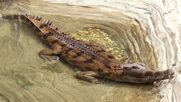 False Gharial