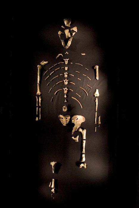 The skeleton of 