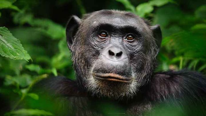 The chimpanzee is our closest living relative in the animal kingdom.