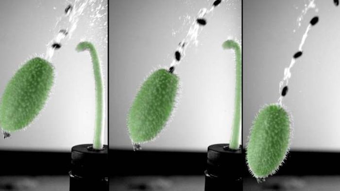 The squirting cucumber has the remarkable ability to shoot its seeds great distances from the parent plant. This particular image showcases the green stem and fruit of the plant.