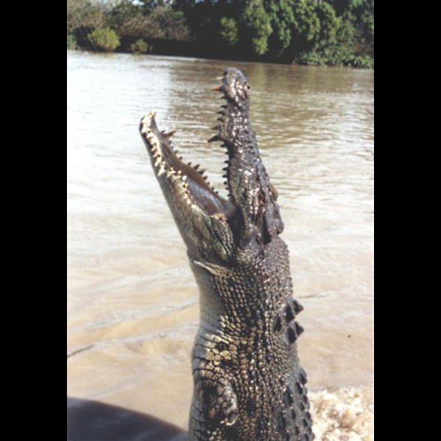 Vertical Croc