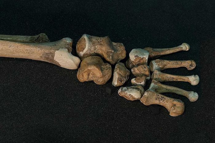 Bones from a Neanderthal foot.