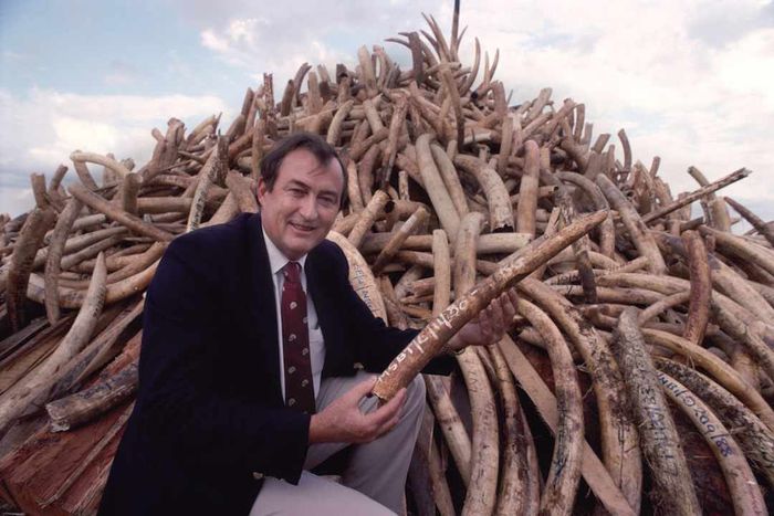 Richard Leakey with a mountain of poached elephant tusks