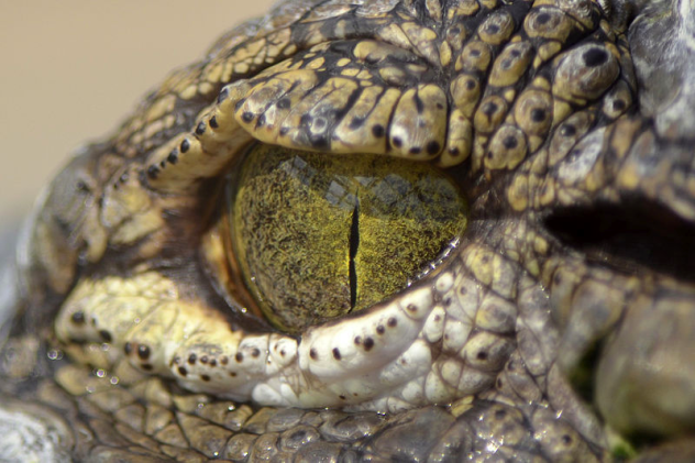 Crocodile Eye
