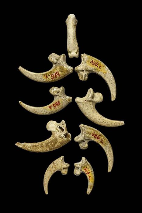 Possible jewelry made from white-tailed eagle talons by Neanderthals.