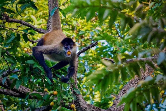 A spider monkey hangs from a tree branch, munching on mombin fruit.