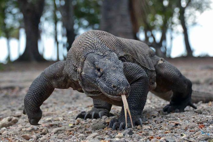 Komodo Dragon