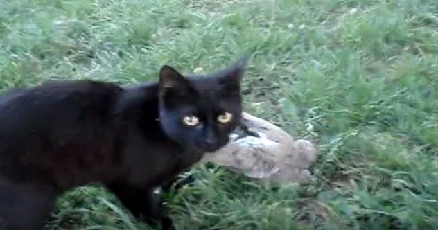 10-cat-dead-pigeon-use-this