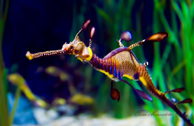 8-weedy-sea-dragon-477844280