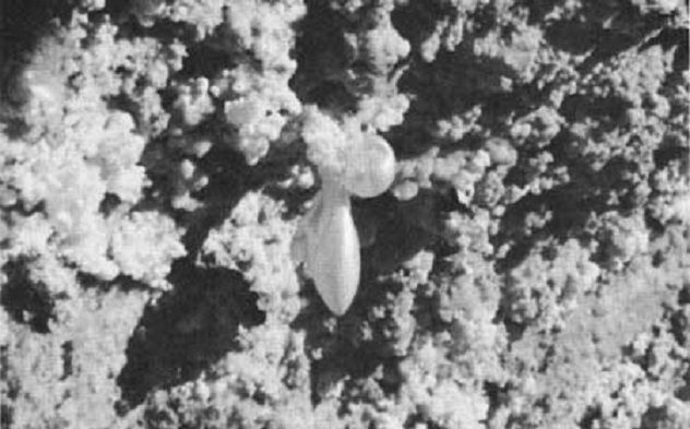 Hydromagnesite_bubbles_Jewel_cave