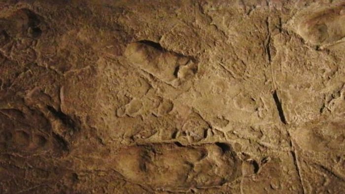 A replica of the Laetoli footprints found in Laetoli, Tanzania; The original footprints are estimated to be 3.6 million years old.
