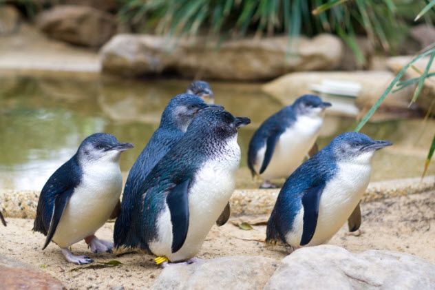 9-little-penguins-136239252