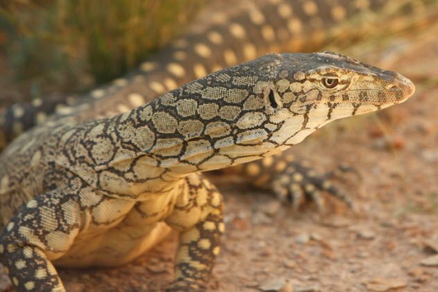 2-perentie-125544304