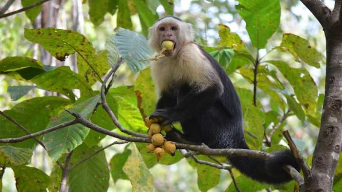 A capuchin monkey devours a piece of fruit.