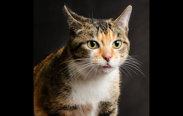 3-torbie-465608561