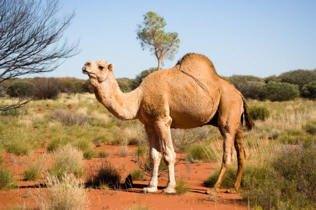 10-feral-camel-146823885