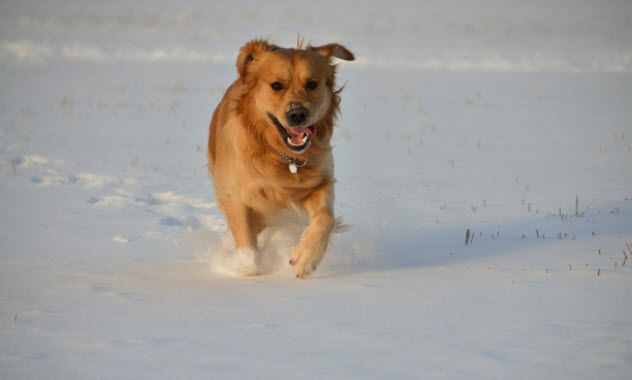 10b-golden-retriever-468848039