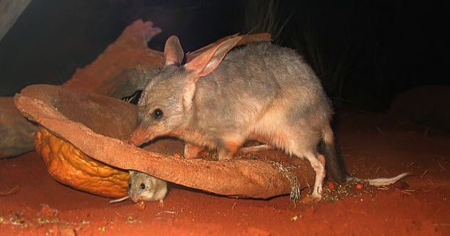 1-possible-feature-bilby