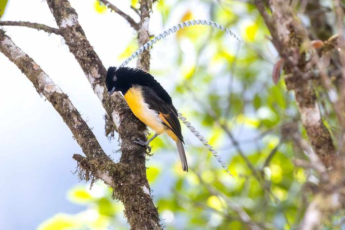 King of Saxony Bird-of-paradise, Papua New Guinea
