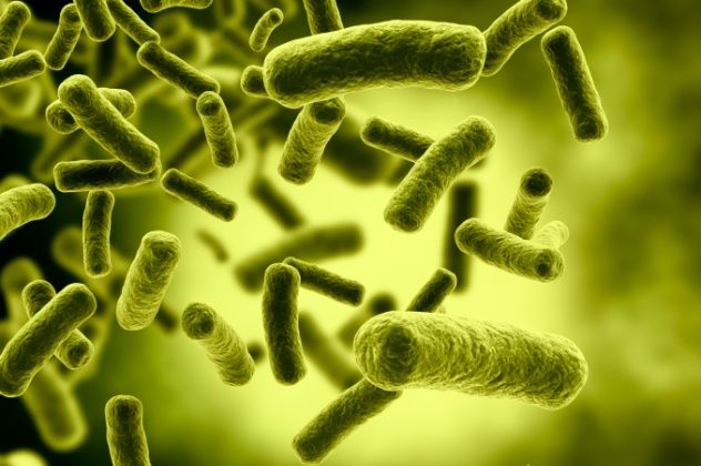 Bacteria