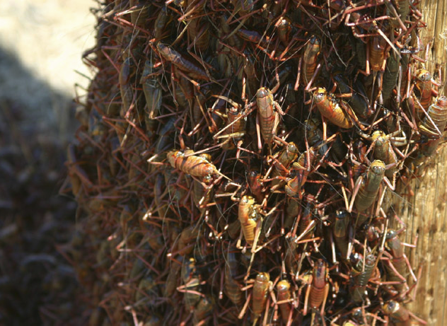 Mormon Cricket Swarm