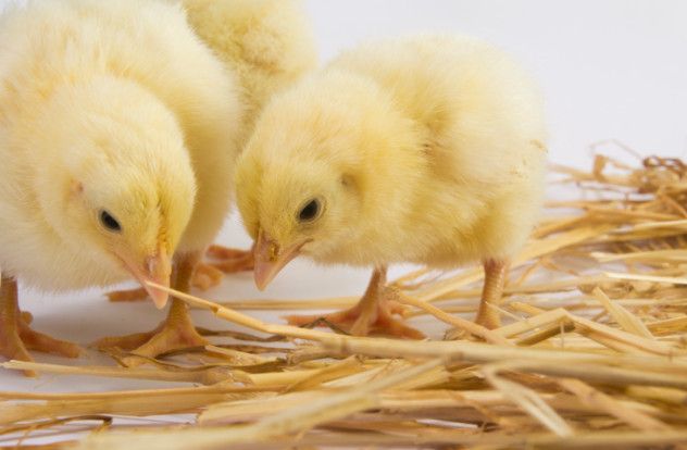 ThinkstockPhotos-163167571