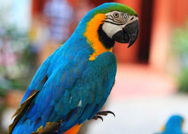 Parrot