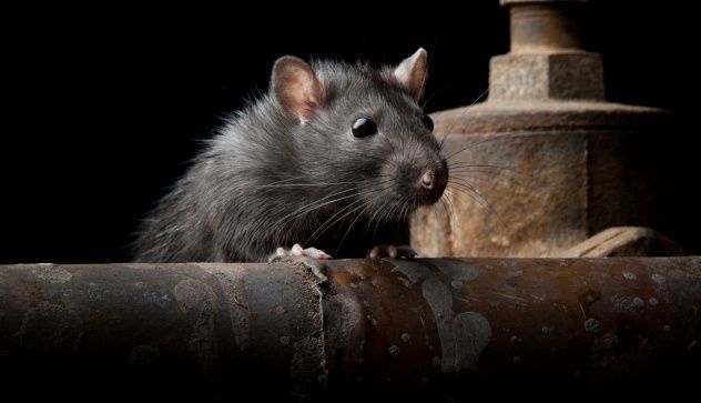 Rat