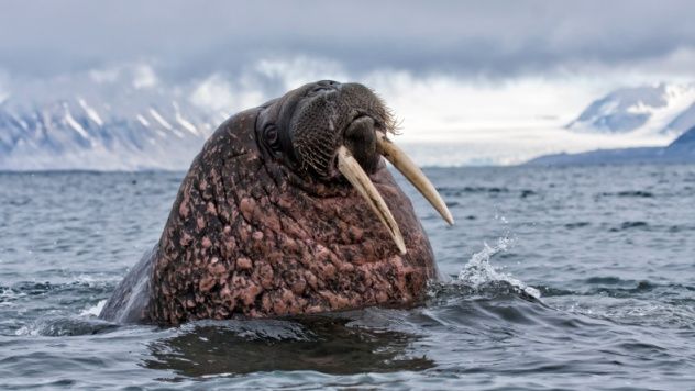 Walrus