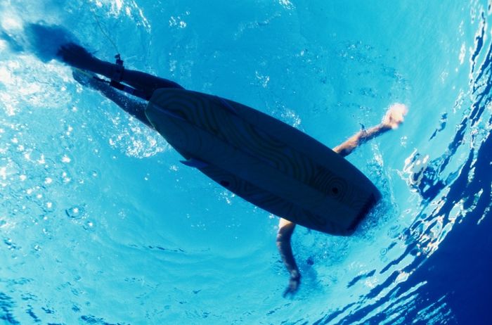 Just like we taste food or wine before purchasing, sharks may not always attack simply due to hunger. More concerningly, they may not always mistake humans for seals or sea lions. A study of several great white attacks from the 1980s to the mid-1990s revealed a clear difference in the way these sharks engage with humans versus seals and sea lions.
