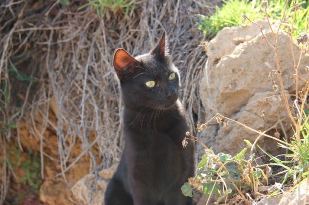 Ancient Feline