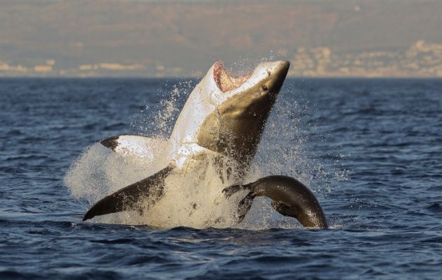 Seal Hunt