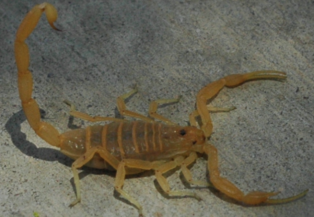 Arizona Bark Scorpion
