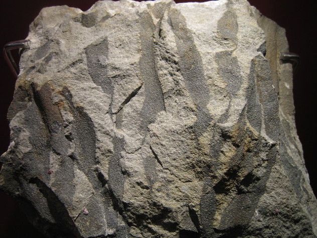 640px-Eospermatopteris_erianus