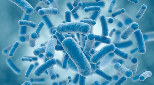 4-bacteria-177239690