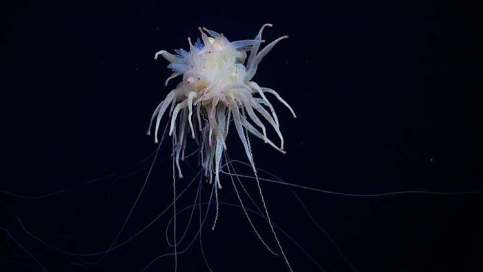 It resembles something from an alien world.