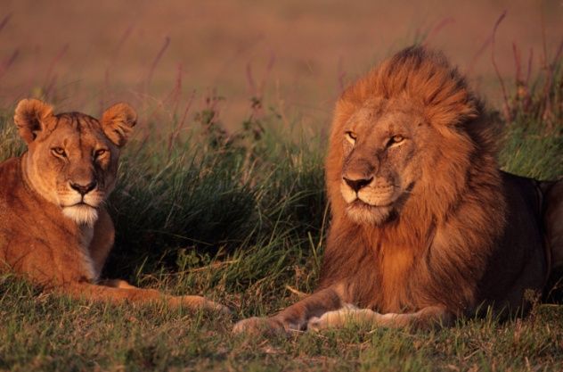 Lions