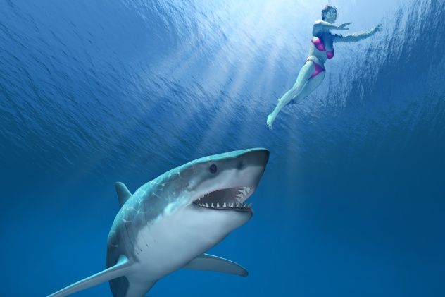 Shark Attack