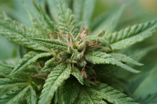 9-marijuana-plant-480166401