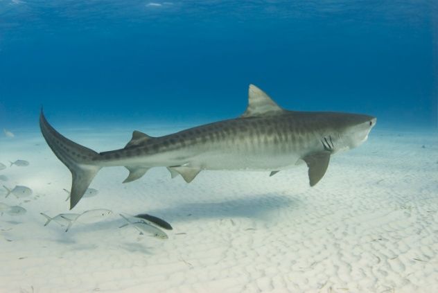 Tiger Shark