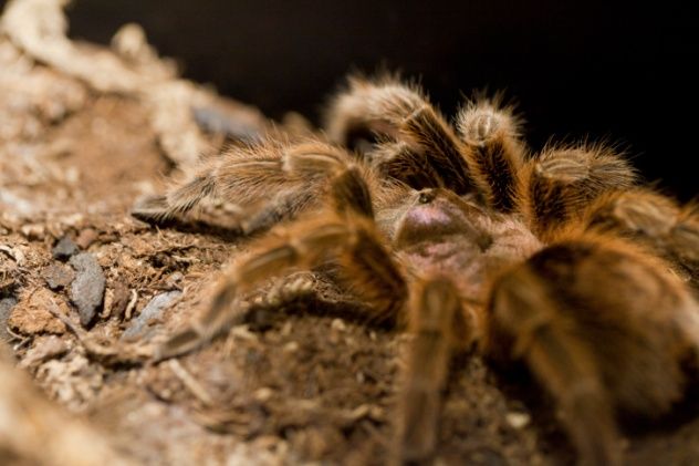 Tarantula