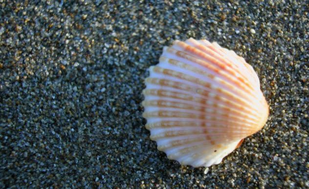 3a-seashell-87451660