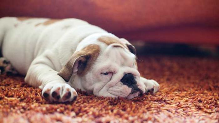 Humankind’s loyal companion is remarkably in tune with us.