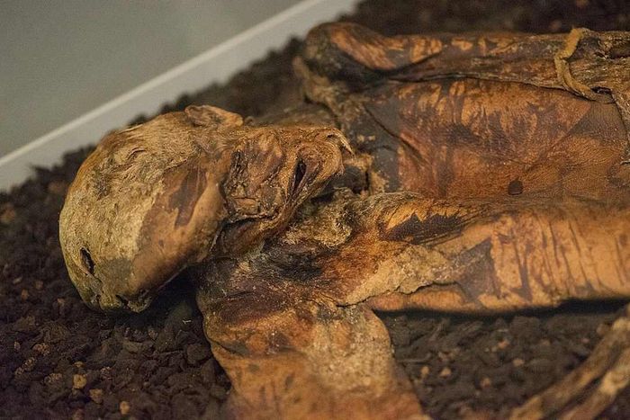 Lindow Man on exhibit at the British Museum.