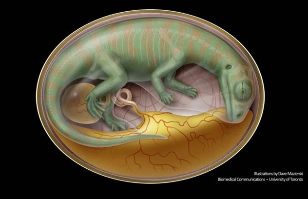 dinosaur-embryo-illo-1