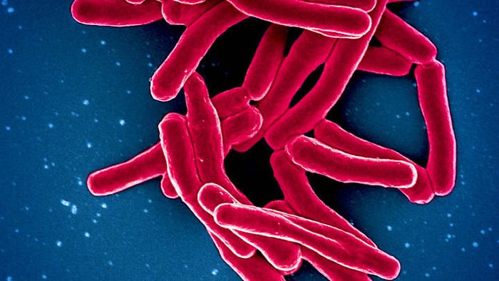 A colorized scanning electron micrograph showcasing particles of 'Mycobacterium tuberculosis' (colored in red), the bacterium responsible for tuberculosis.