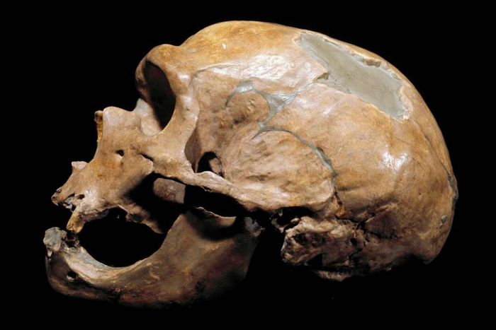 A Neanderthal skull from La Chapelle-aux-Saints, France, dating back around 35,000 to 50,000 years.