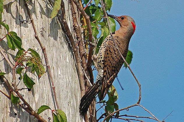640px-Northern_Flicker_(Colaptes_auratus)_B._Walker