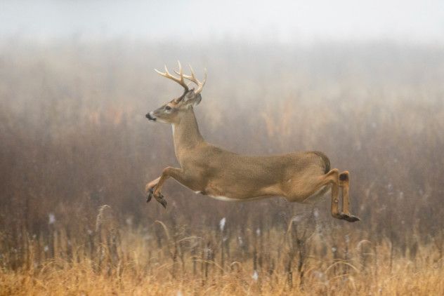 whitetaileddeer