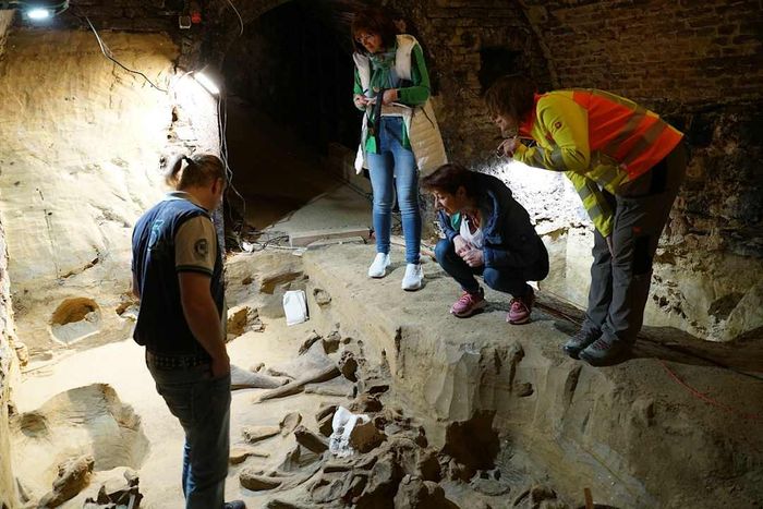 Researchers study the mammoth bone site found in the wine cellar.